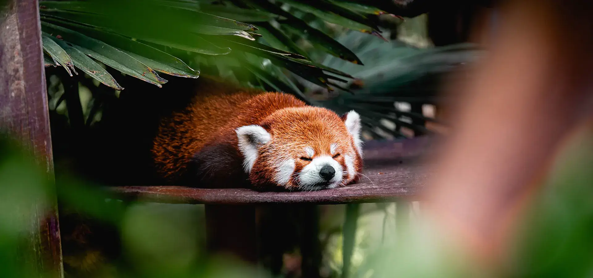 Red Panda @ Colchester Zoo